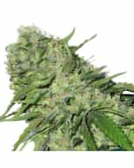 CBDOC Feminized Marijuana Seeds
