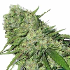 CBDOC Cannabis Seeds