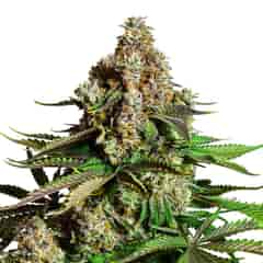 Chocolope Feminized Marijuana Seeds