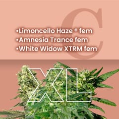 Cup Winner Feminized Combo Pack XL