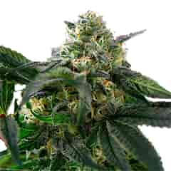 EASY RIDER Marijuana Seeds