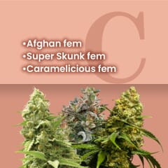 Easy Growing Feminized Combo Pack