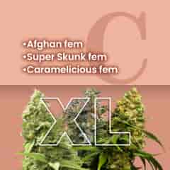 Easy Growing Feminized Combo Pack XL
