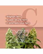 Easy Growing Feminized Combo Pack XL