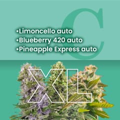 Fruit Basket auto Combo Pack XL