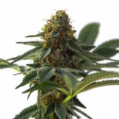 HABIBA Autoflowering Cannabis Seeds