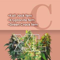 Heavy Duty Feminized Combo Pack XL
