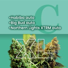 Indica Autoflowering Combo Pack XL