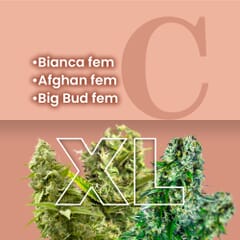 Indica Feminized Combo Packs XL