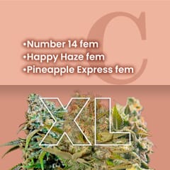 Indoor Feminized Combo Pack XL