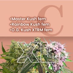 King Kush Feminized Combo Pack XL