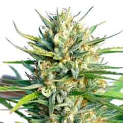 LEMON ICE Cannabis Seeds