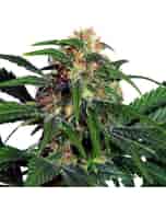 LIGHT OF JAH Autoflowering Cannabis Seeds