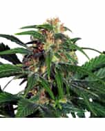 LIGHT OF JAH Feminized Marijuana Seeds
