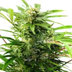 Limoncello Kush CBD Cannabis Seeds