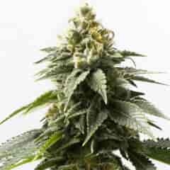 Medijuana ® Regular Seeds