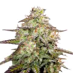 M.O.A.B - Mother of All Buds ® Feminized Seeds