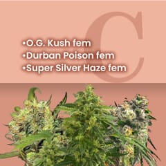 Outdoor Feminized Combo