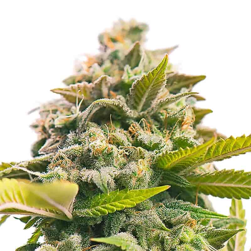 Buy uplifting Pineapple Express autoflower weed seeds | AMS