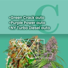 Sativa Autoflowering Combo Pack XL