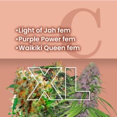 Sativa Feminized Combo Pack XL