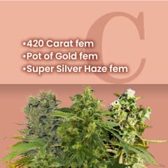 Silver & Gold Feminized Combo