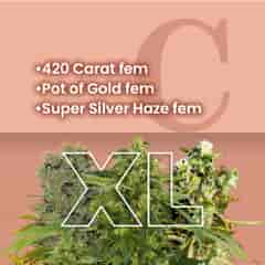 Silver and Gold Feminized Combo Pack XL