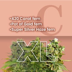 Silver and Gold Feminized Combo Pack XL