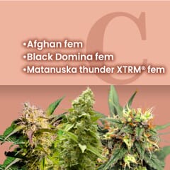 Space Bucket Feminized Combo Pack