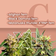 Space Bucket Feminized Combo Pack XL
