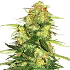 SUPER NOVA Cannabis Seeds