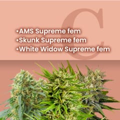 Supreme Feminized Combo Pack