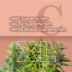 Supreme Feminized Combo Pack XL