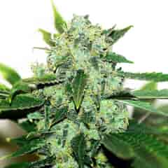 THAI SKUNK Cannabis Seeds