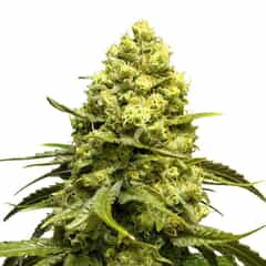 White Quinn CBD Feminized Marijuana Seeds