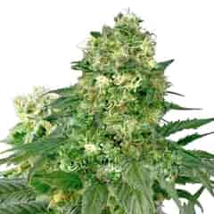 WHITE WIDOW XTRM Marijuana Seeds