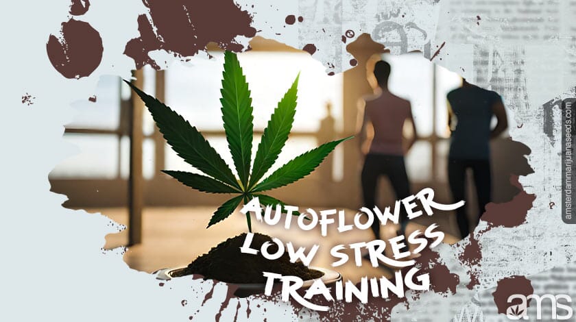 autoflower low stress training post img 01