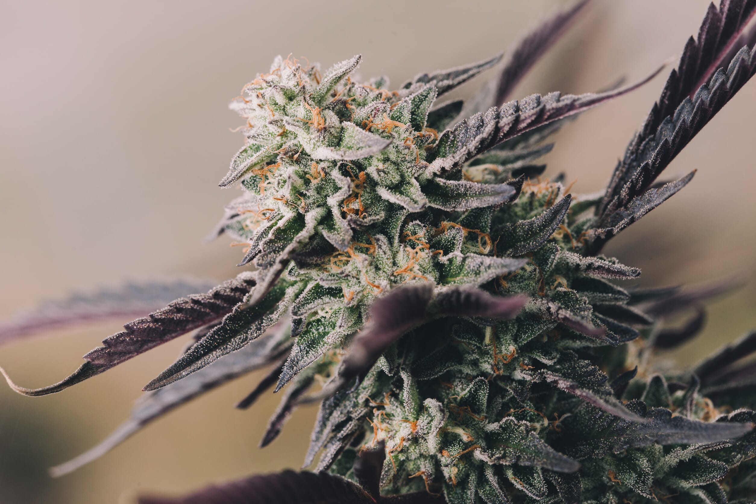 Unveiling The Mystique Of Purple Weed: Colors, Potency, And Flavor