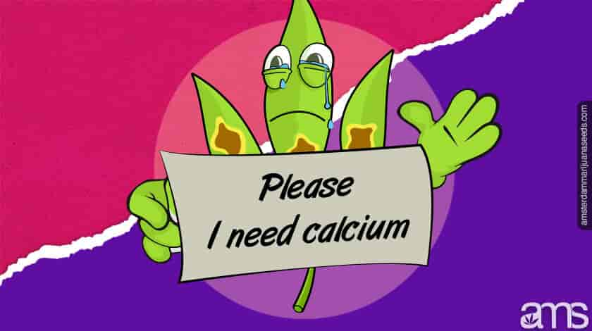 A marijuana leaf asking for calcium