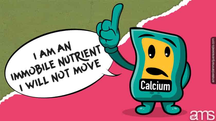 a calcium packet that says I am an immobile nutrient I will not move