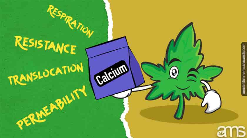 A leaf listing the different Calcium Needs Requirements At Different Growth Stage
