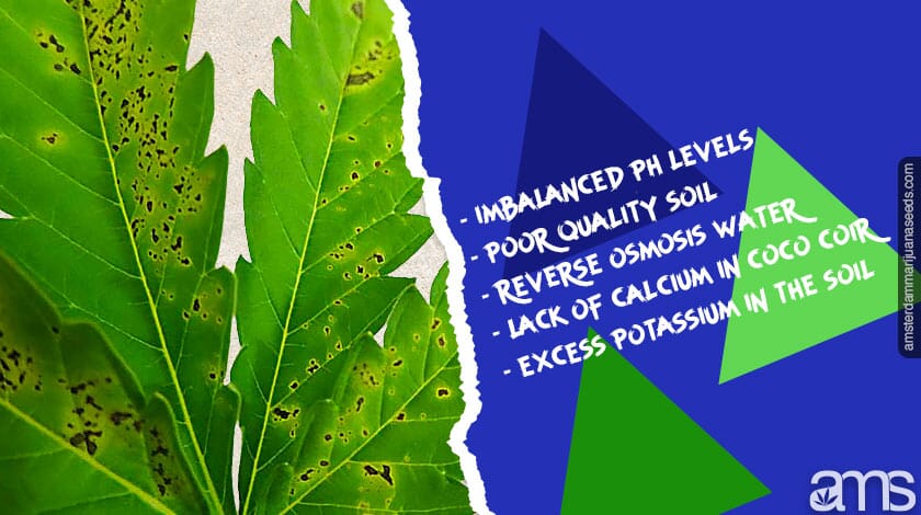 Lis of calcium problems in a leaf