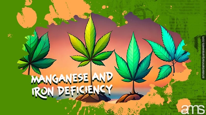 A row of leaves with Manganese and iron problems