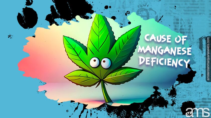 a marijuana leaf with eyes looking up