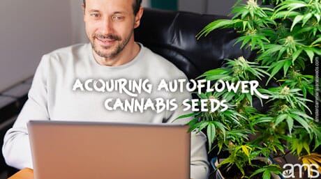 man buys cannabis seeds on AMS