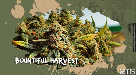 Optimized marijuana plant for Outdoors