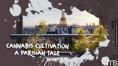 cannabis plants on a Parisian terrace