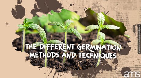 marijuana seedling germinating