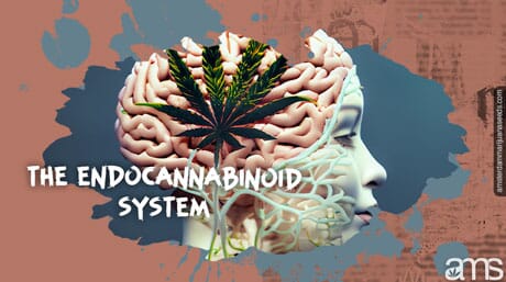 the human brain and a cannabis leaf