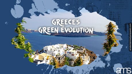 Cannabis plants in the Greek hills in front of the sea